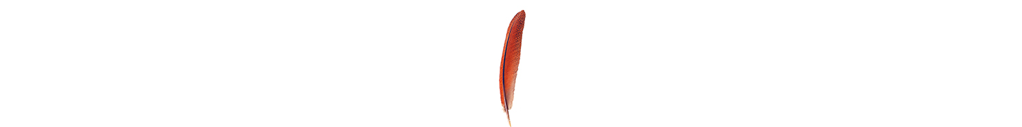 pheasant feather