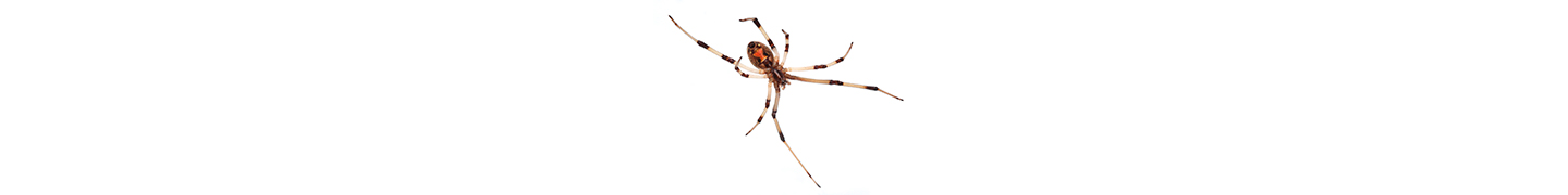 brown widow spider