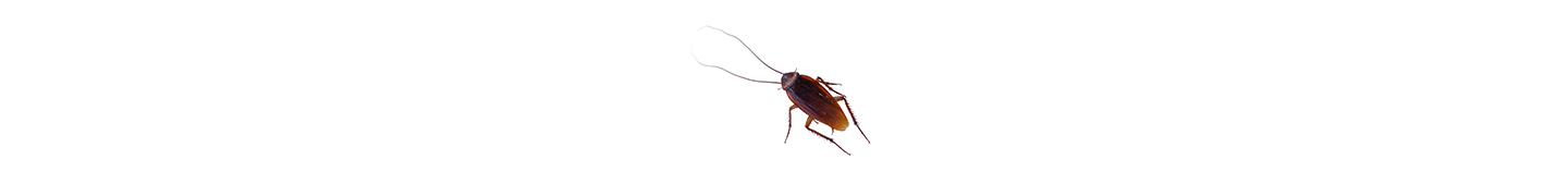 cockroach