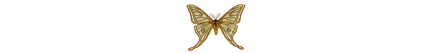 spanish moon moth