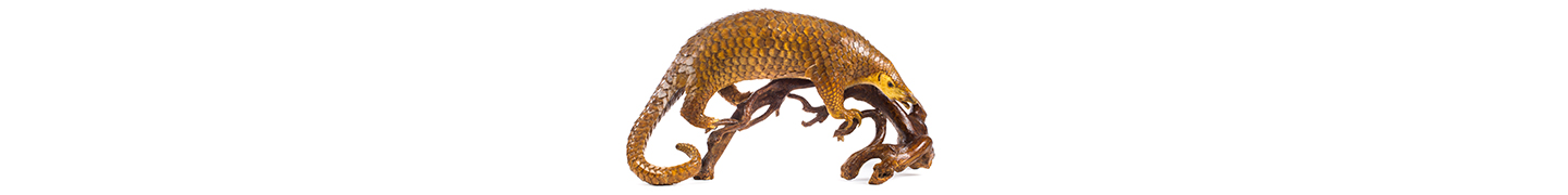 ground pangolin