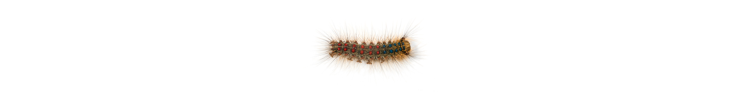 gypsy moth caterpillar