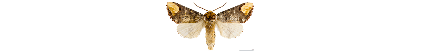 buff-tip moth
