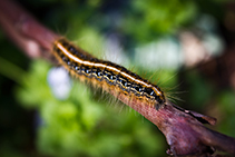 caterpillar