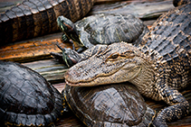 alligator and turtles