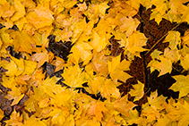 wet maple leaves