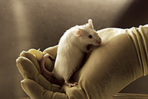 mouse