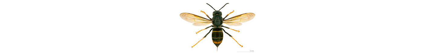 asian predatory wasp